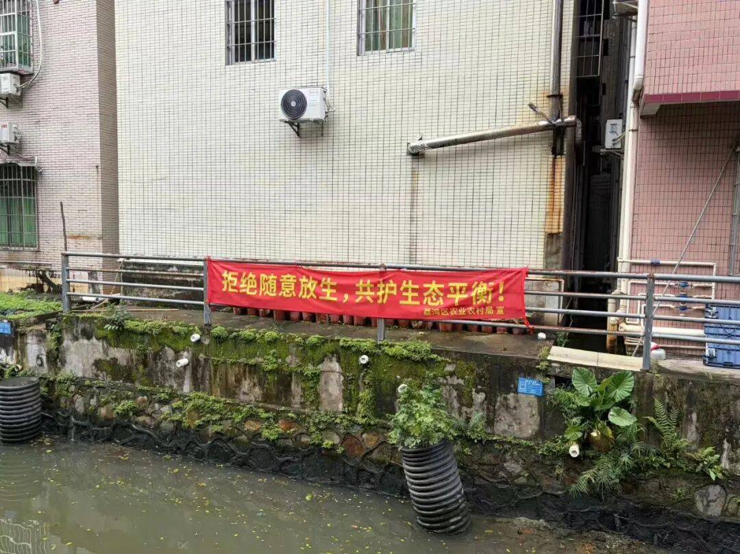 又出现了！广州一河涌发现满口细密尖牙的“怪鱼” ，“钓鱼佬”自发前往“除害” ！可能攻击人类，内脏和鱼卵有剧毒！街道紧急排查捕捞